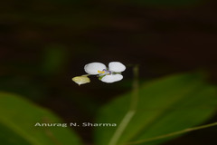 Aneilema montanum